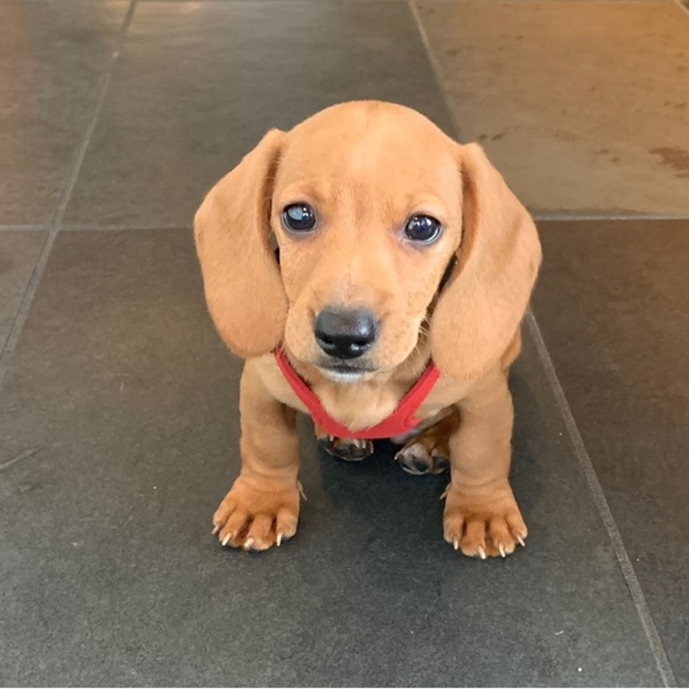 🐾2/$25 or 3/$30🐾 Tiny puppy harness XXS